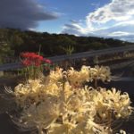 彼岸花